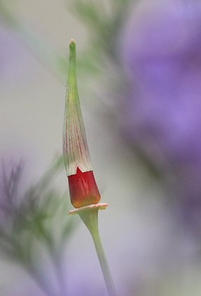 Red Poppy Flower Bud cropped